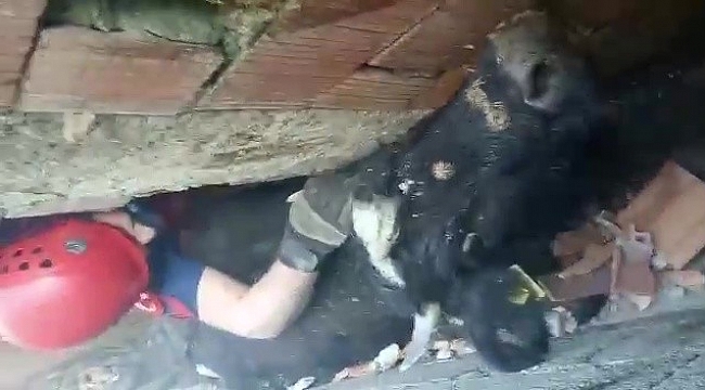 Köpeklerden kaçan inek iki duvar arasında sıkıştı