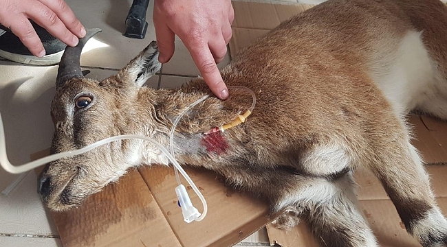 Koruma altındaki yavru yaban dağ keçisi ölmek üzereyken bulundu