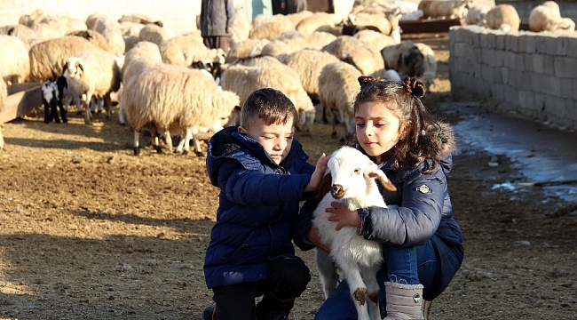 Koyun ve kuzuların buluşması renkli görüntülere sahne oldu