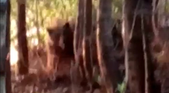 Kurtarmak istedikleri ayı onlara hayatlarının en büyük korkusunu yaşattı