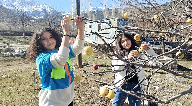 Kuşlar için ağaçlara elma astılar