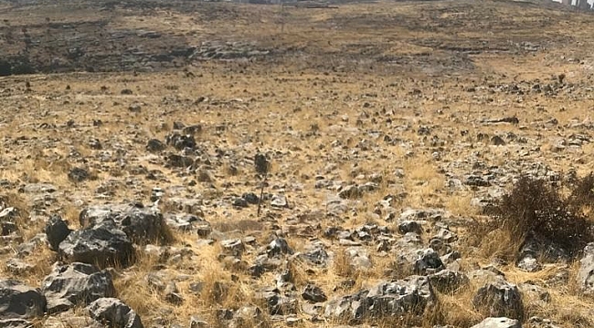 Mardin'de 15 lavanta bahçesi için tarım alanı oluşturuldu