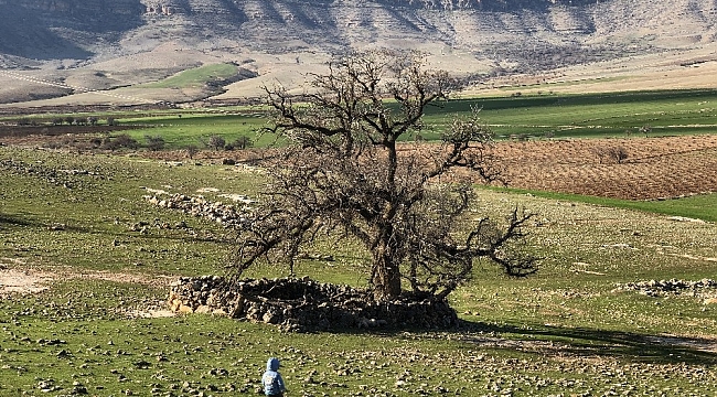Mardin'de köylüler, 250 yıllık meşe ağacının koruma altına alınmasını istiyor