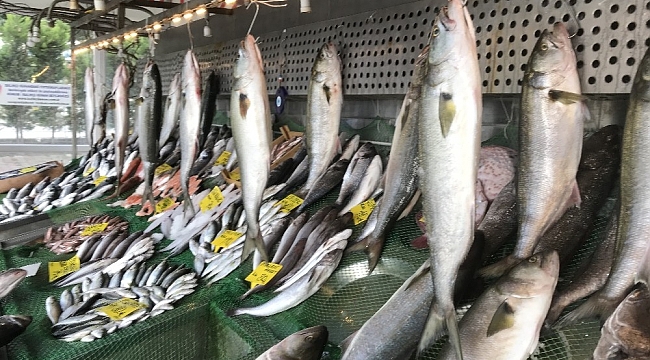 Marmara Denizi'nde Kofana Balığı bolluğu, kilosu 300 liradan 70 liraya düştü