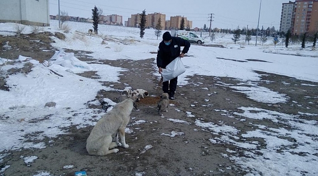 Niğde Belediyesi, sokak hayvanları için mama bıraktı