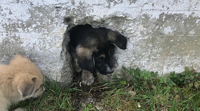 Ordu'da yavru köpek operasyonu