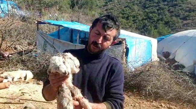 Osmaniye'de çift başlı doğan oğlak görenleri şaşkına çevirdi