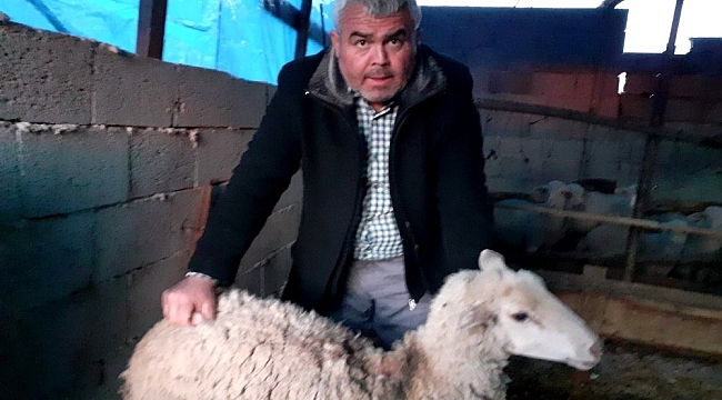 Osmaniye'de sokak köpekleri koyunları telef etti