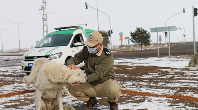 Polis sokak hayvanlarını unutmadı