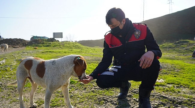 Polislerle sokak hayvanları arasındaki dostluk yürekleri ısıttı