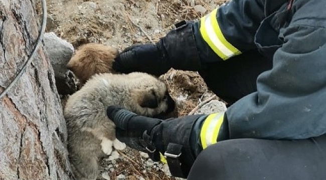 Rögarda mahsur kalan yavru köpek kurtarıldı