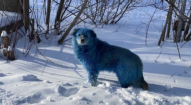 Rusya'da köpeklerin rengi maviye döndü