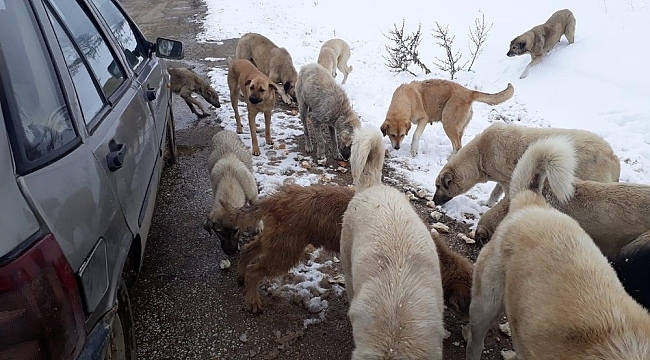 Sahipsiz köpeklere 1 yıldır çöpten topladıkları ekmeklerle sahip çıkıyorlar