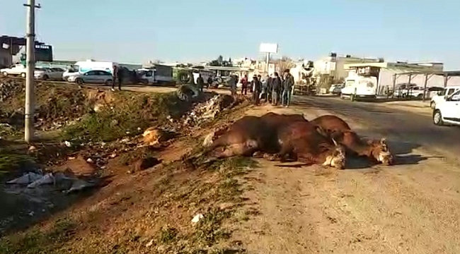 Şanlıurfa'da tır şarampole devrildi, hayvanlar telef oldu