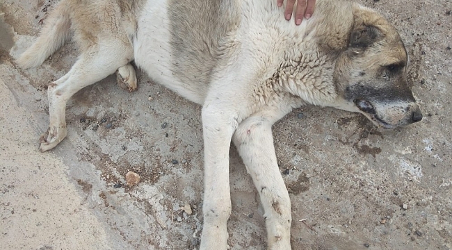 Siirt Belediyesi, aracın çarptığı köpek için seferber oldu