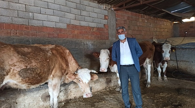 Siirt'te devlet desteğiyle hayvancılık gelişiyor