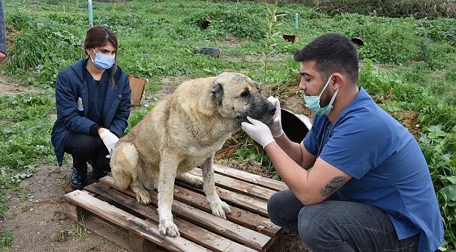 Silahla yaralanan köpeğin durumu iyiye gidiyor