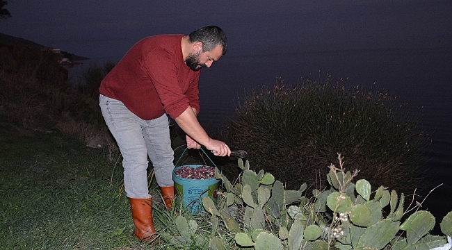 Sinop'ta 'kaynana dili' gelir kapısı oldu