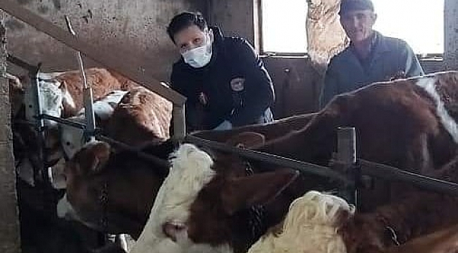 Sinop'ta şap aşılaması başladı