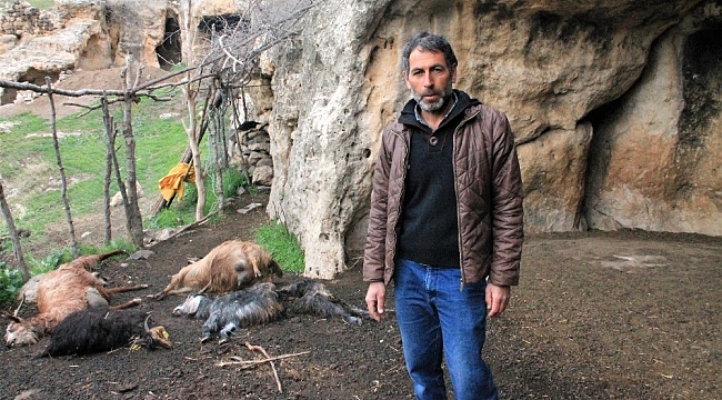 Şırnak'ta keçi sürüsüne kurt saldırdı: 25 hayvan telef oldu, 15'i yaralandı