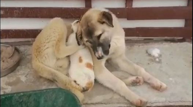 Soğuk hava ezelî düşmanları barıştırdı