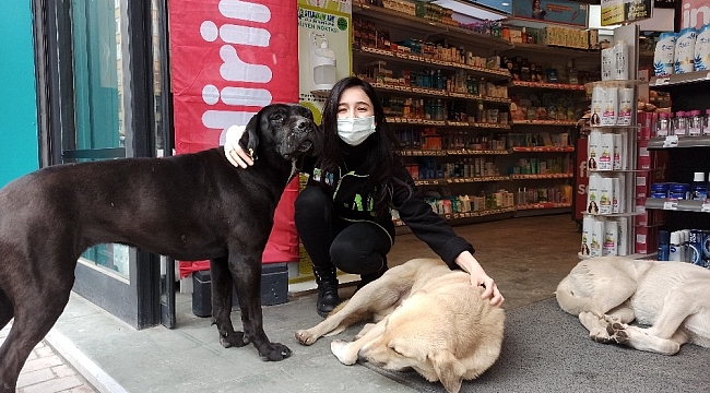 Soğuktan mağazaya sığınan köpeklere çalışanlar bakıyor
