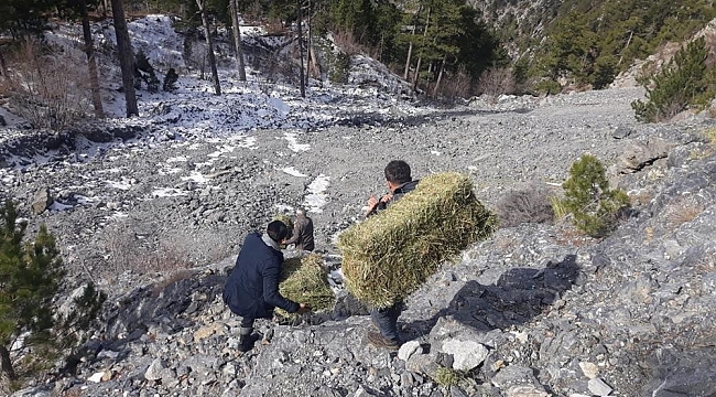 Sokak hayvanları Alanya Belediyesi ile güvende