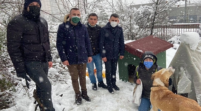 Sokak hayvanlarına kulübe desteği