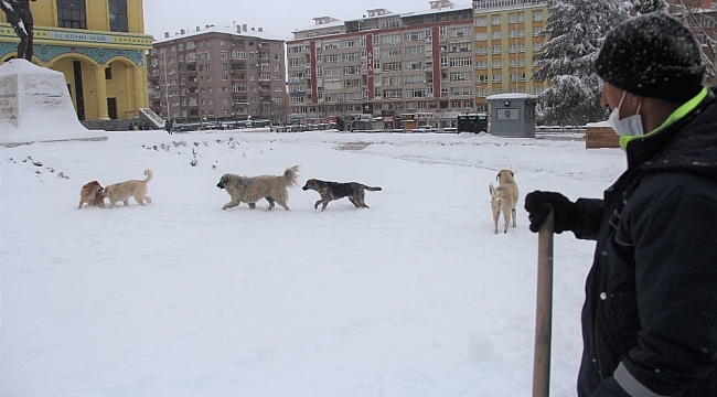 Sokak köpeklerinin kar keyfi