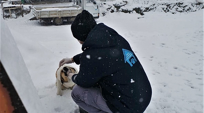 Sokaktaki canlar kara kışta yalnız kalmadı