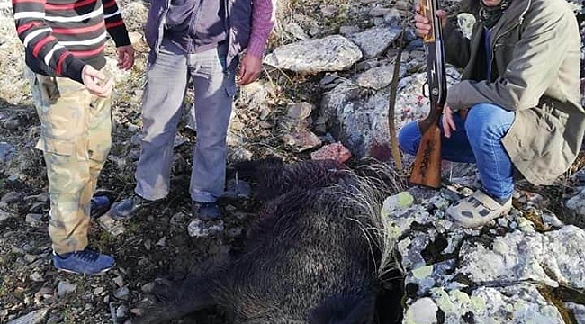 Tarım arazilerine zarar veren domuzlar öldürüldü