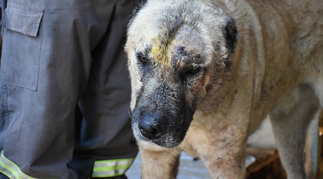 Tarsus'ta silahla vurulan köpek tedavi edildi