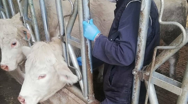 Tekirdağ'da hayvanlar tek tek kontrol altına alınıyor