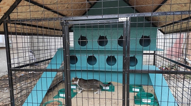 Tekirdağ'da kedi oteli hizmete girdi