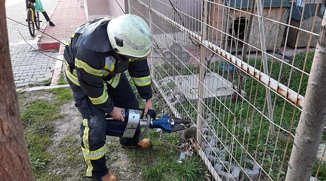 Tel örgüye sıkışan kirpi kurtarıldı