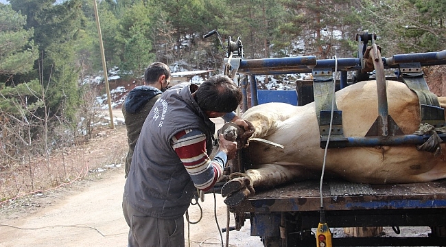 Tonluk boğalarla bebek gibi ilgileniyorlar
