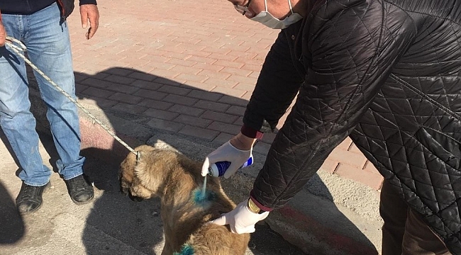 Tüfekle yaralanan köpek tedavi altına alındı