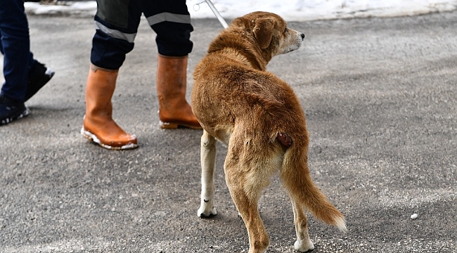 Tümörlü köpek sağlığına kavuştu