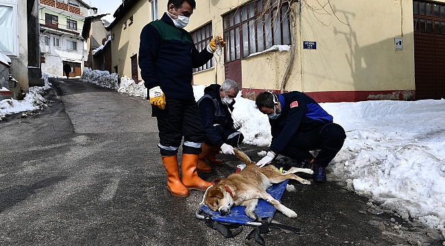 Tümörlü köpek sağlığına kavuştu