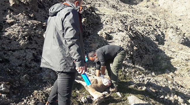 Tunceli'de 7 yaban keçisi daha ölü bulundu