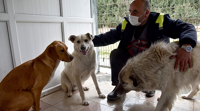 Üç köpek Doğal Yaşam Merkezi'nin misafiri oldu