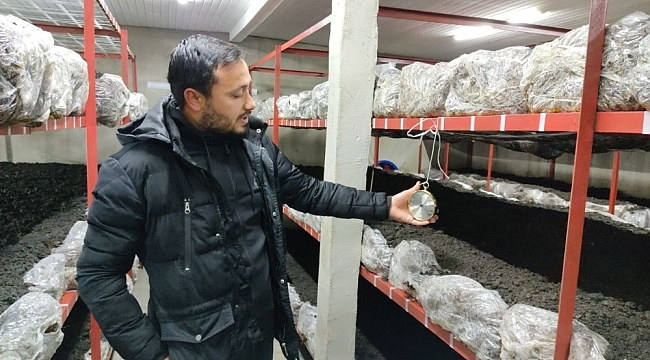 Üniversiteden mezun oldu, mantar üretimine başladı