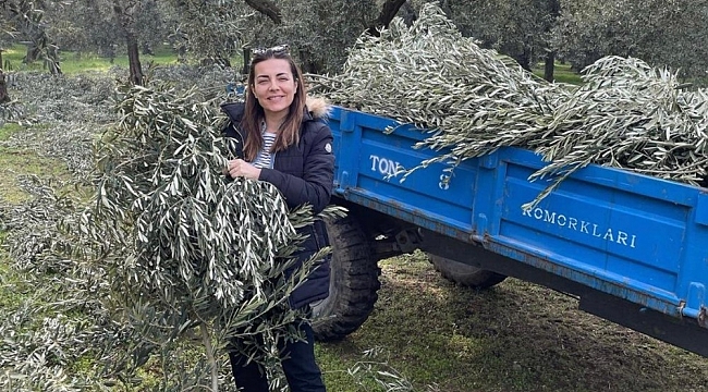 Ünlü oyuncu Burcu Kara babasının tarlasında zeytin dalı topladı