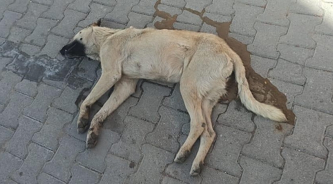 Ürgüp Kaymakamlığı: "Zehirlenerek öldürülen köpekler hakkında soruşturma başlatıldı"