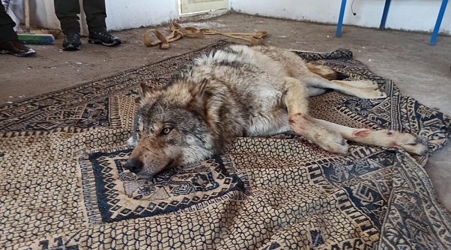 Vahşi Kurt donmak üzereyken kurtarıldı