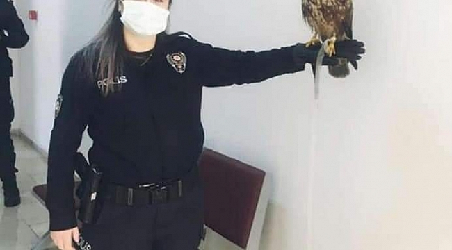 Yaralı doğan yavrusu güvenli ellerde