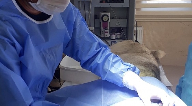 Yaralı köpek barınakta tedavi altına alındı