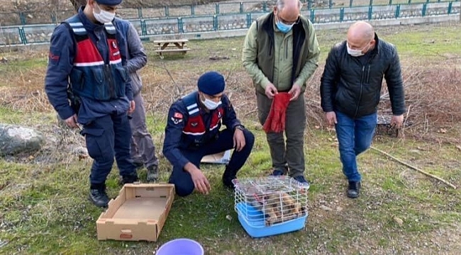 Yaralı tilkinin yardımına jandarma koştu