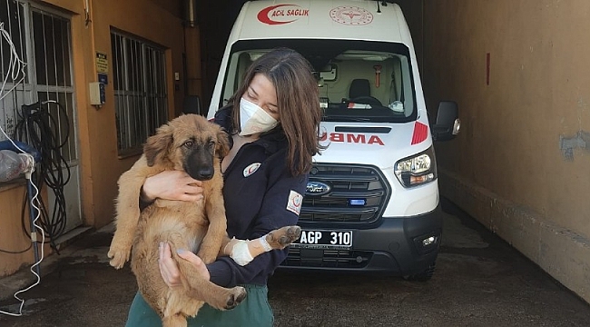 Yaralı yavru köpeğe ilk müdahale sağlık personelinden