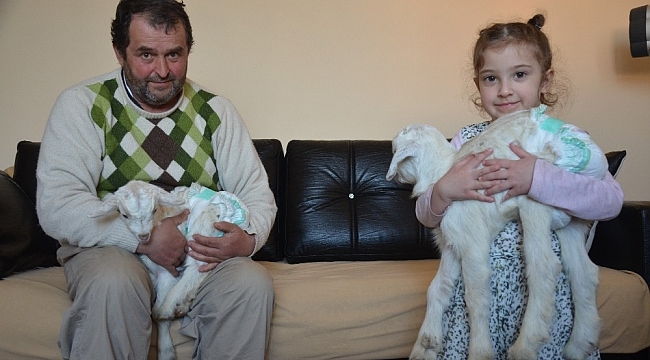 Yavru keçiler Kartopu ve Bulut anne şefkatiyle evde bakılıyor
